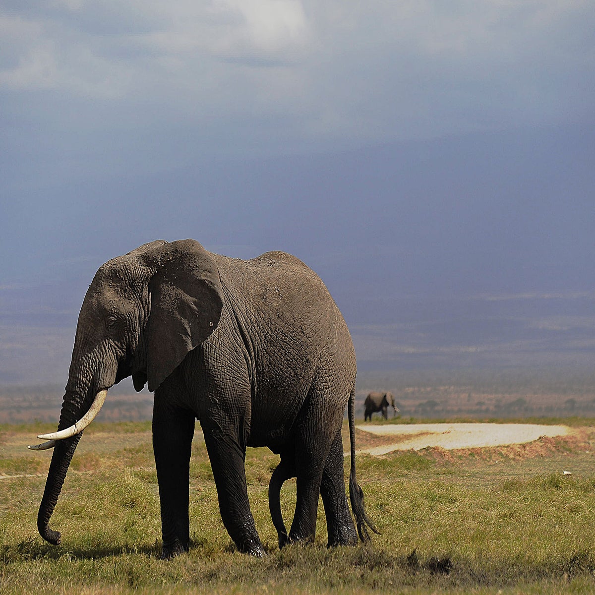 Elephants can smell land mines, scientists find | The Independent | The  Independent