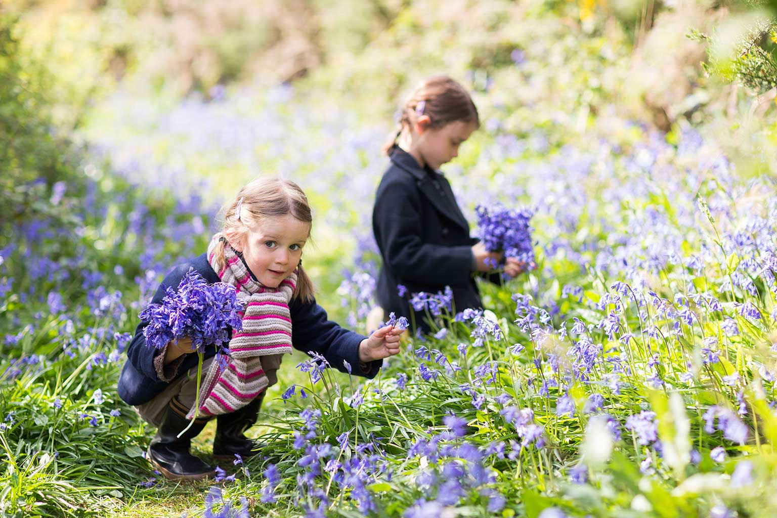 Children collect bluebells