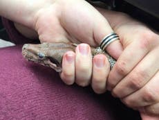 Boa constrictor rescued from behind car dashboard