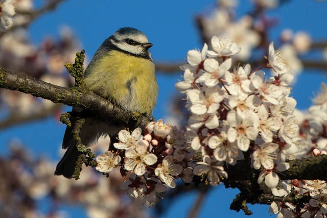 The Blue Tit is a strong contender for the title of Britain's National Bird