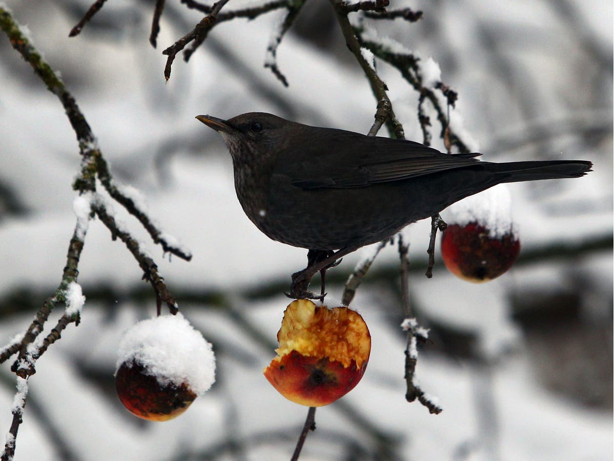 Nature Studies: It’s not yet spring until I’ve heard the first song of ...