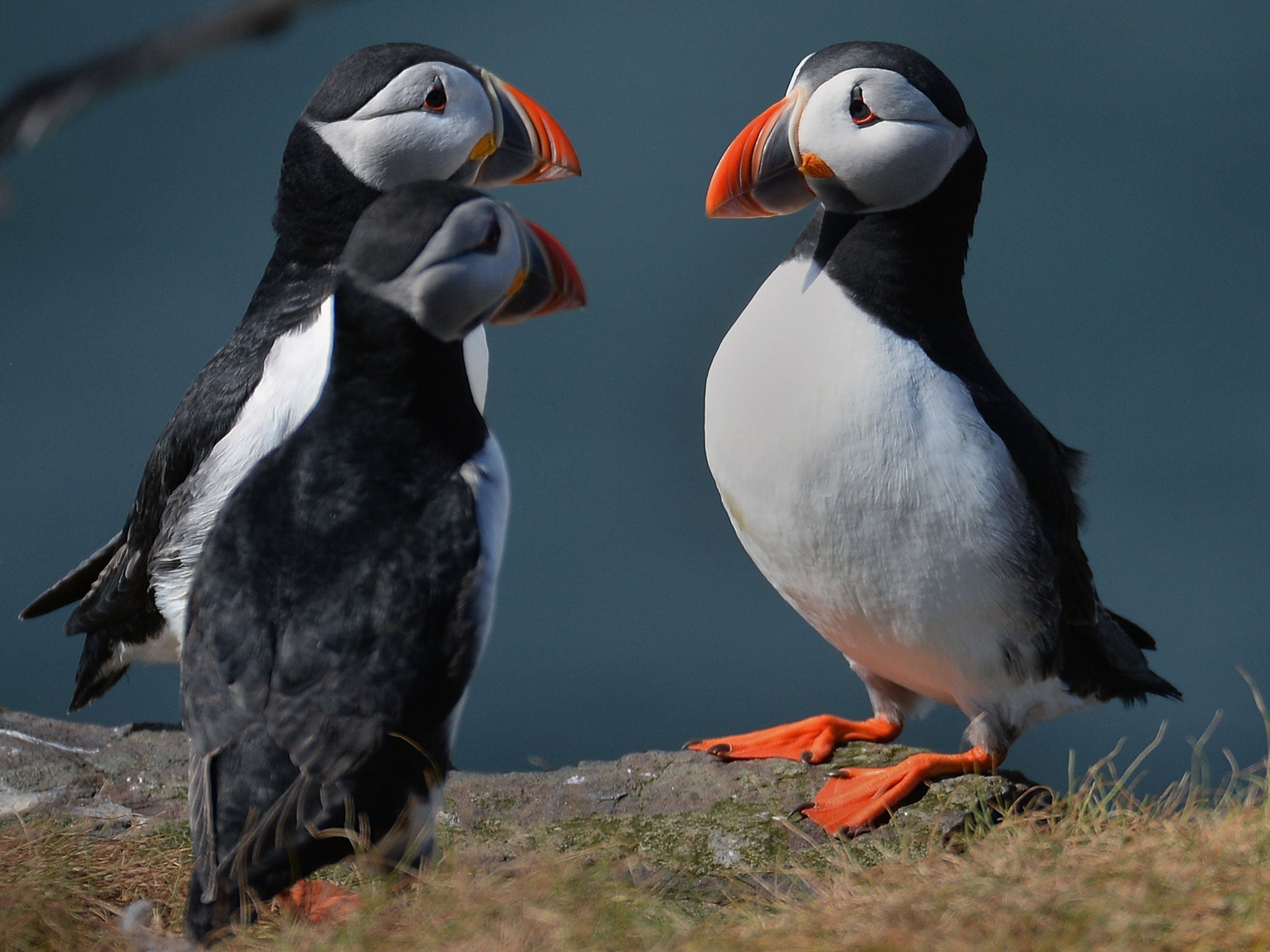 Also known as the 'sea parrot' in northern Scotland