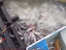 Read more

Watch a school of piranhas make chunks of meat disappear in seconds