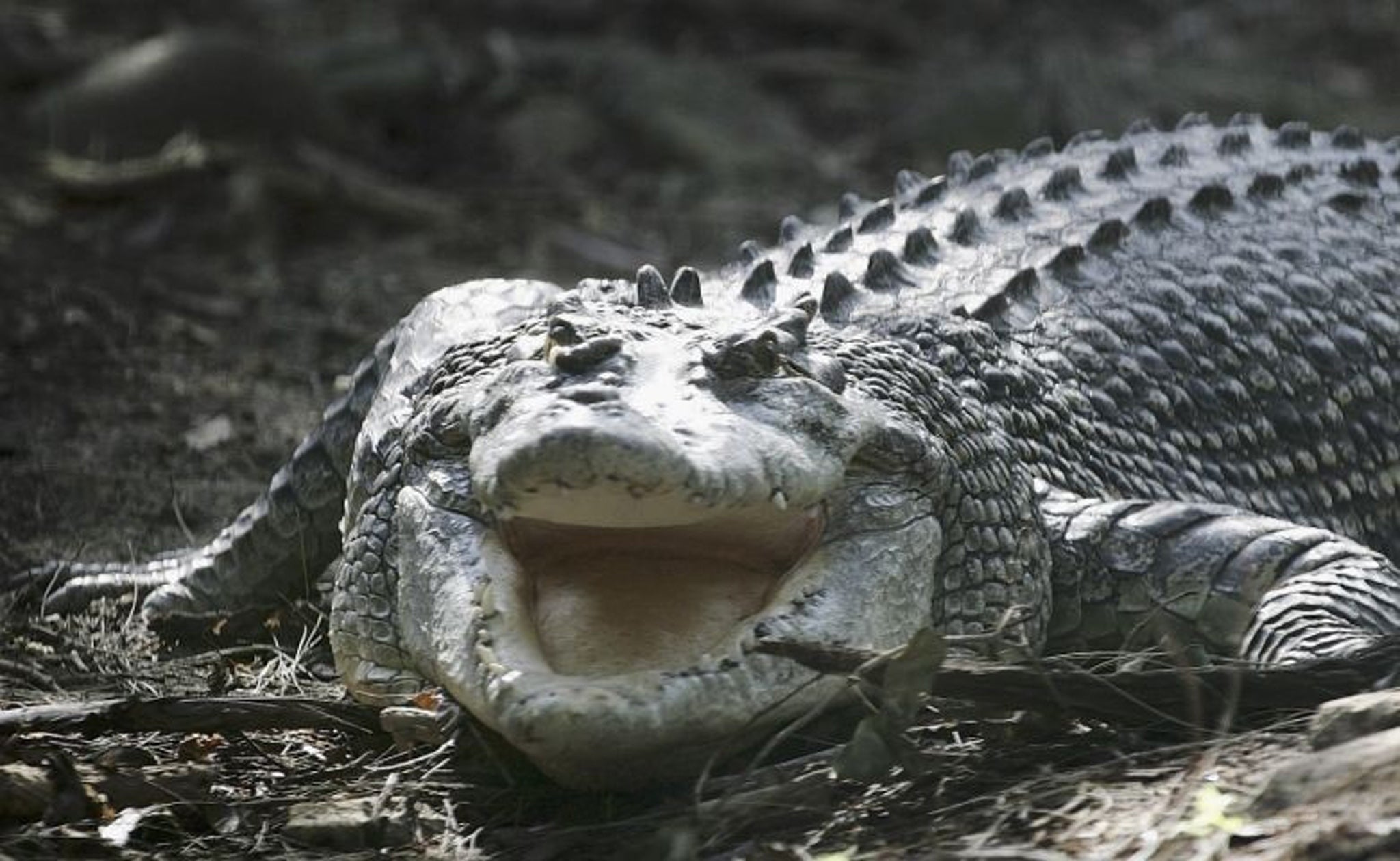 golfer-attacked-by-crocodile-as-he-tries-to-retrieve-ball-from-pond-on
