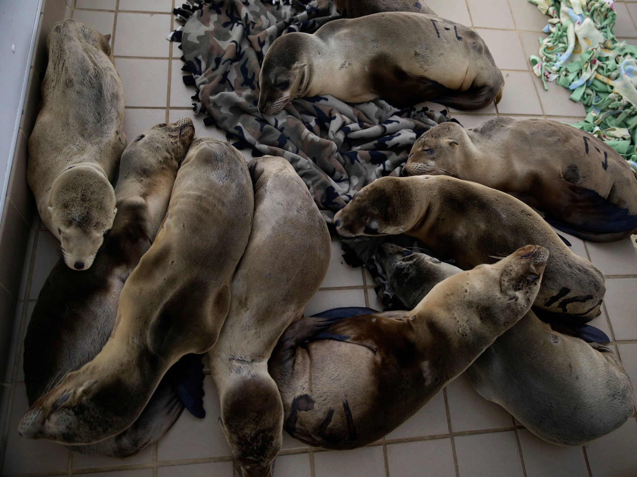 Rescue centres in California have been inundated with starving sea lion pups