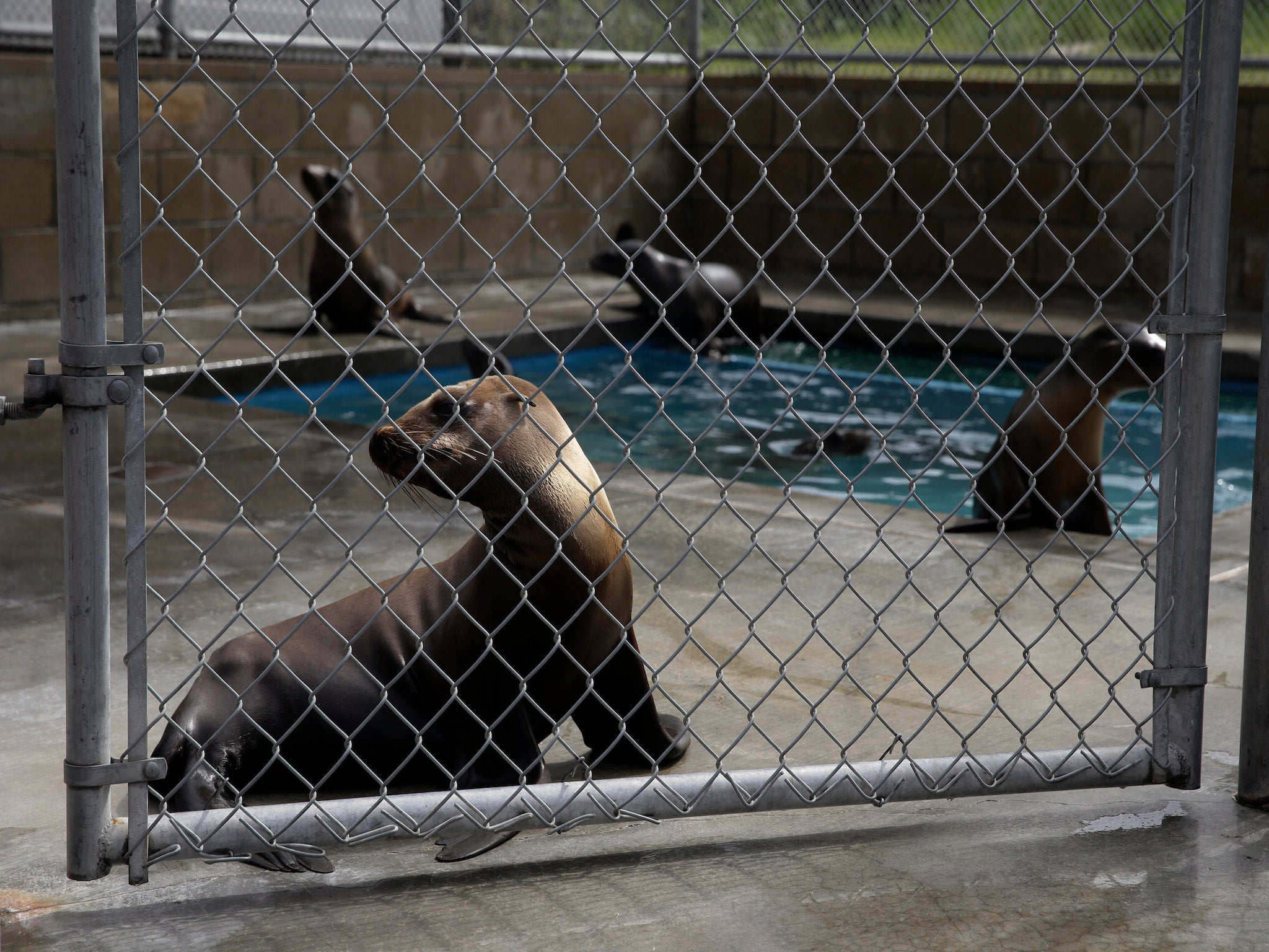 Rescue centres in California have been inundated with starving sea lion pups