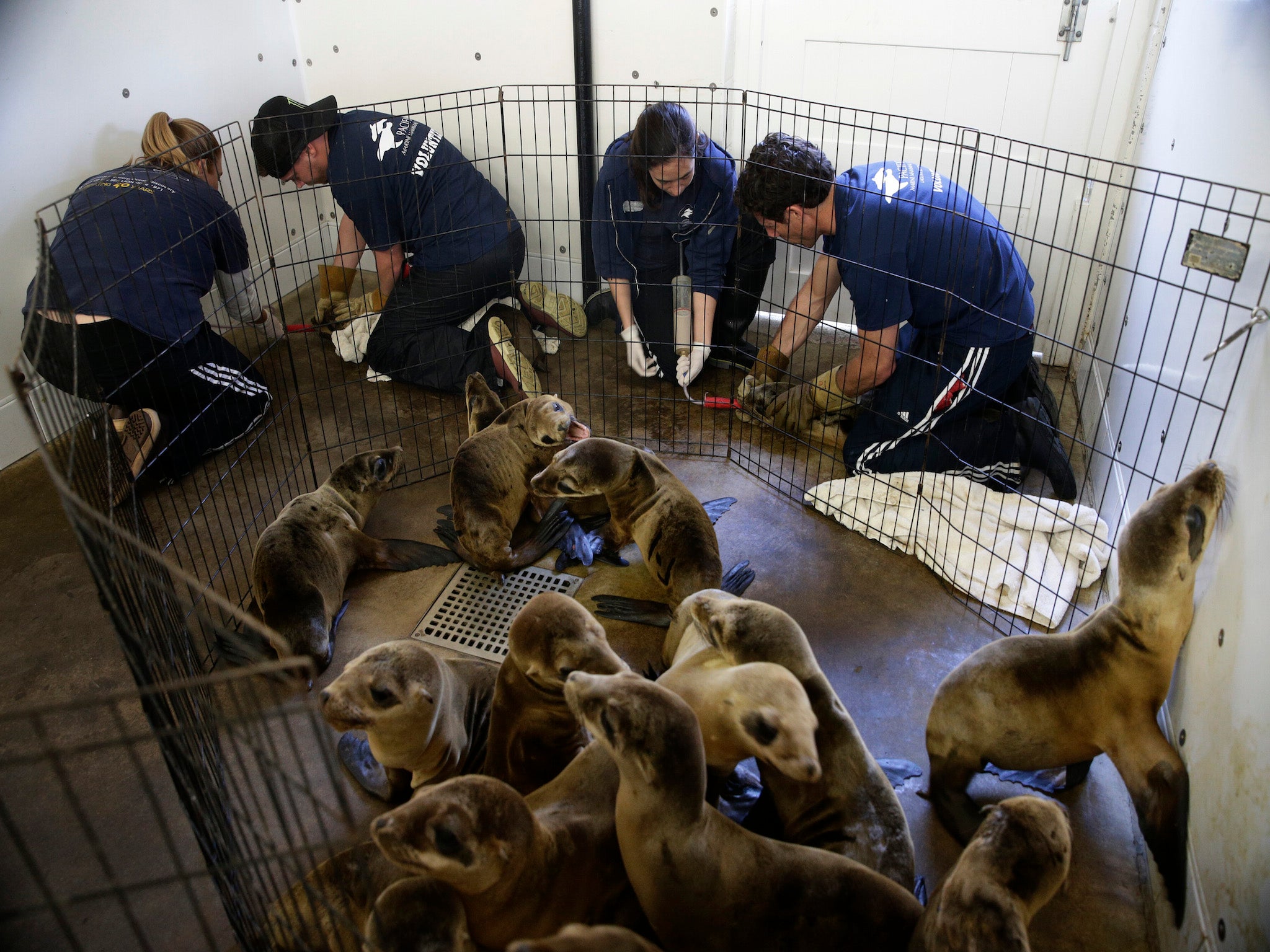 Scientists believe the pups' mothers are struggling to find sufficient prey