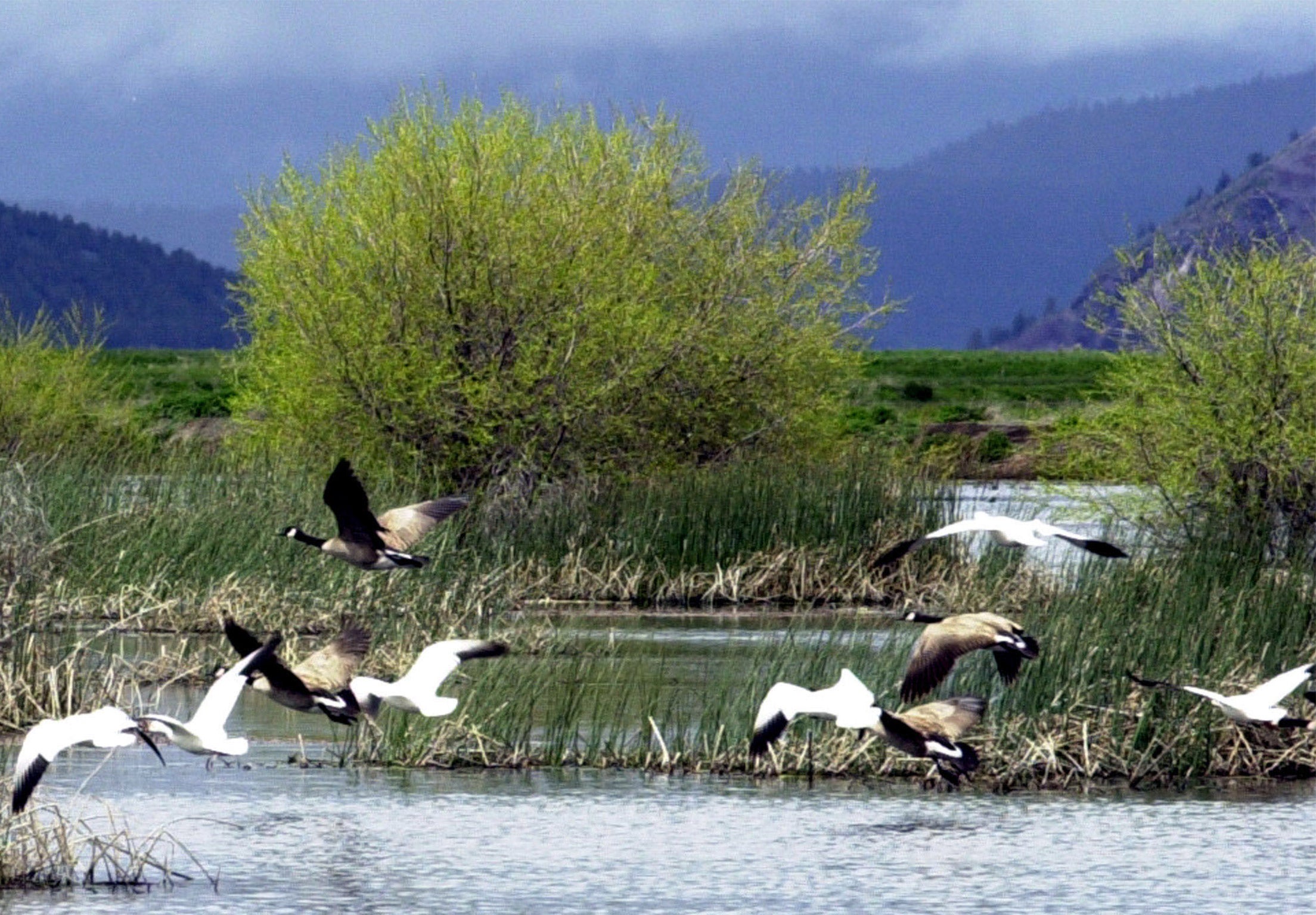 2,000 migrating snow geese have died in eastern Idaho likely because of avian cholera. File photo