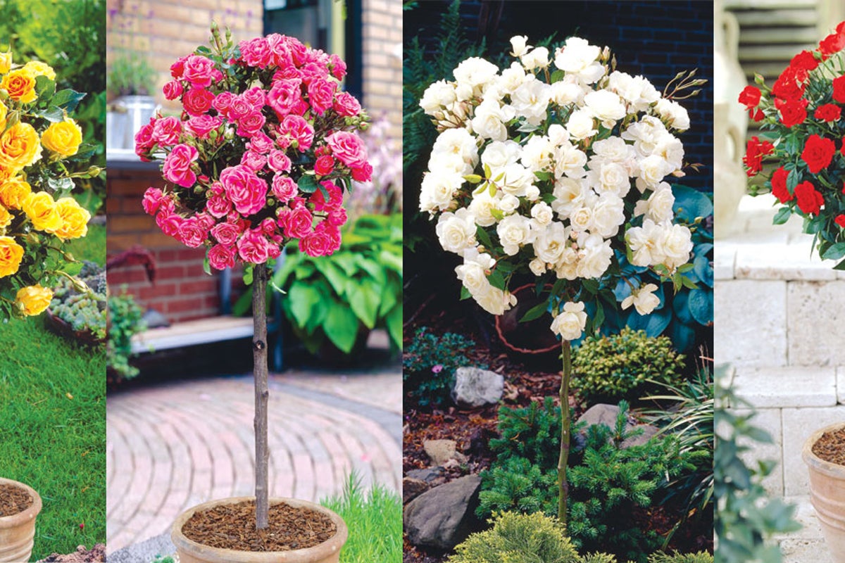 Win a Patio Standard Rose Collection | The Independent | The Independent