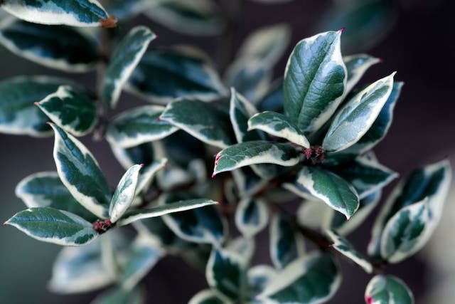 Luma apiculata 'Glanleam Gold' is a variegated version of the evergreen myrtle, with neat aromatic foliage, margined in cream
