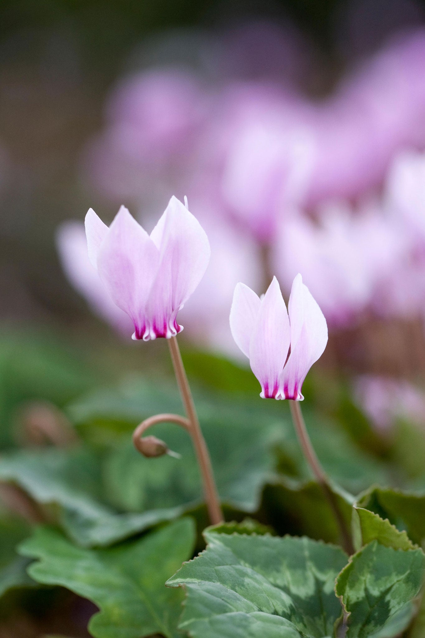 Cyclamen hederifolium has enchanting shuttlecock flowers in shades of pink or white and even better foliage