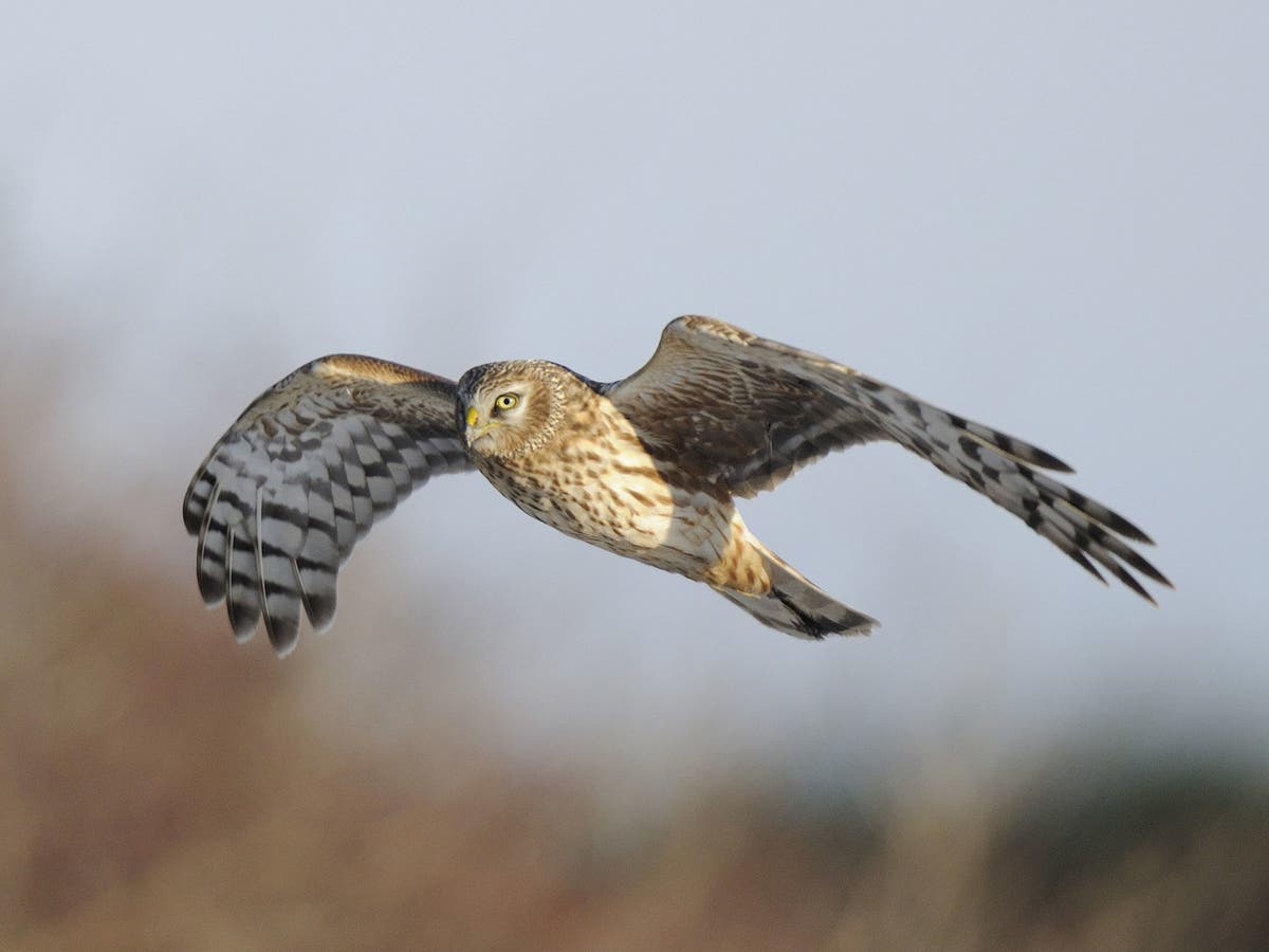 Record number of endangered hen harriers reared in England