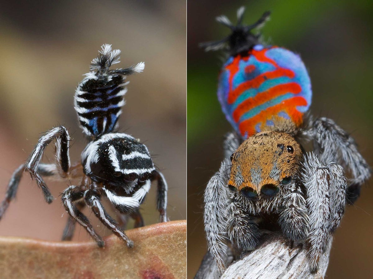 Two new spider species: 'Skeletorus' and 'Sparklemuffin' 