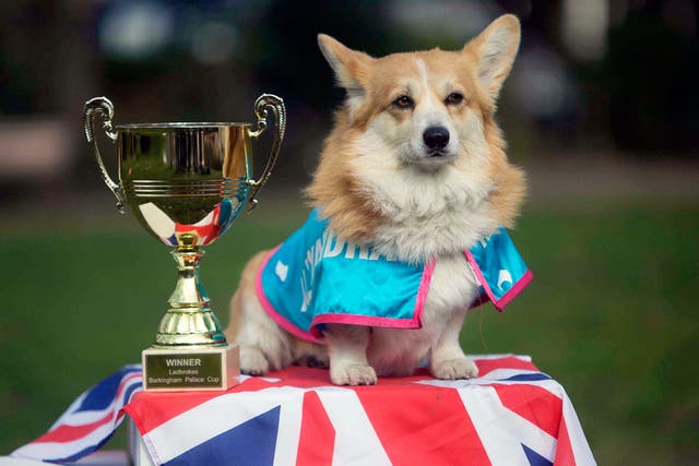 Brits love animals, but not everyone may think your beloved pooch is a champ