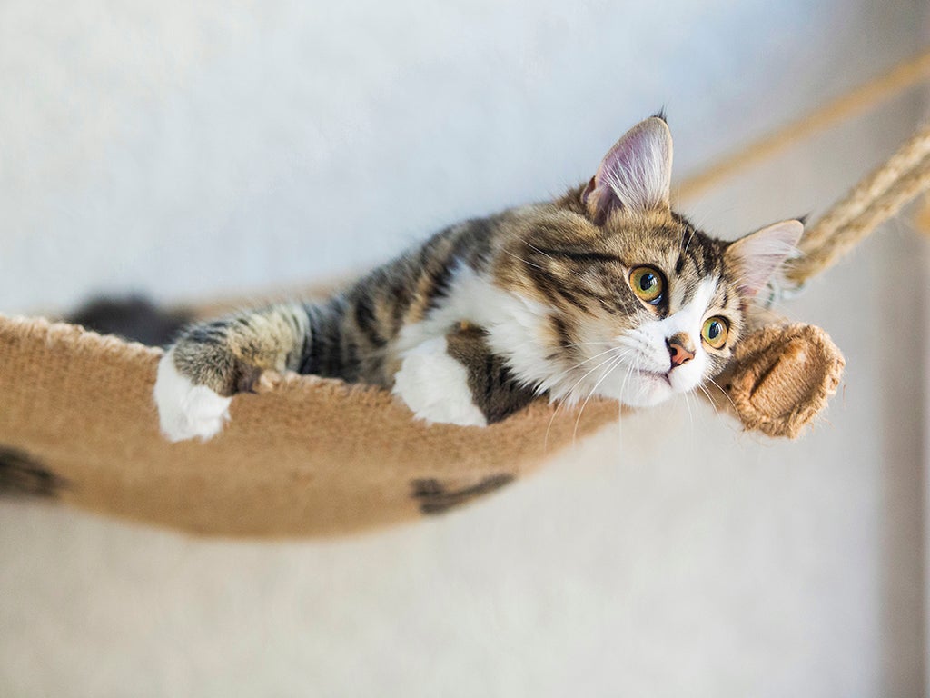 The rise of cat cafes: the perfect solution for animal lovers who can't