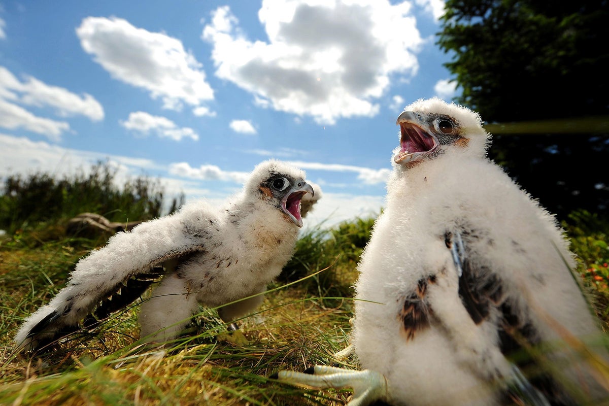 Protected falcons ruffle Vodafone's feathers as nests cause London ...