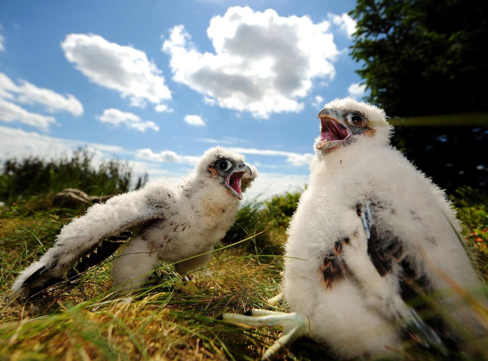 By law, peregrine falcon nests cannot be moved while
chicks are living in them