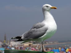 Drunk seagulls spotted struggling to walk on beaches, RSPCA says