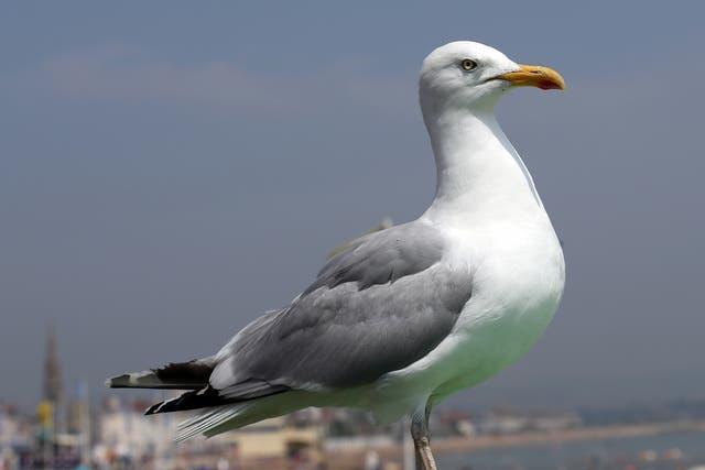 The seagull cull was overturned and described as described as “fatally flawed”