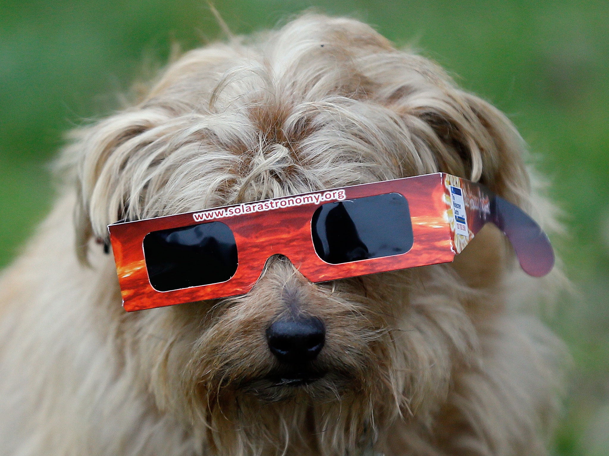 A dog is given protective glasses by its owner prior to the solar eclipse in Regent's Park in London