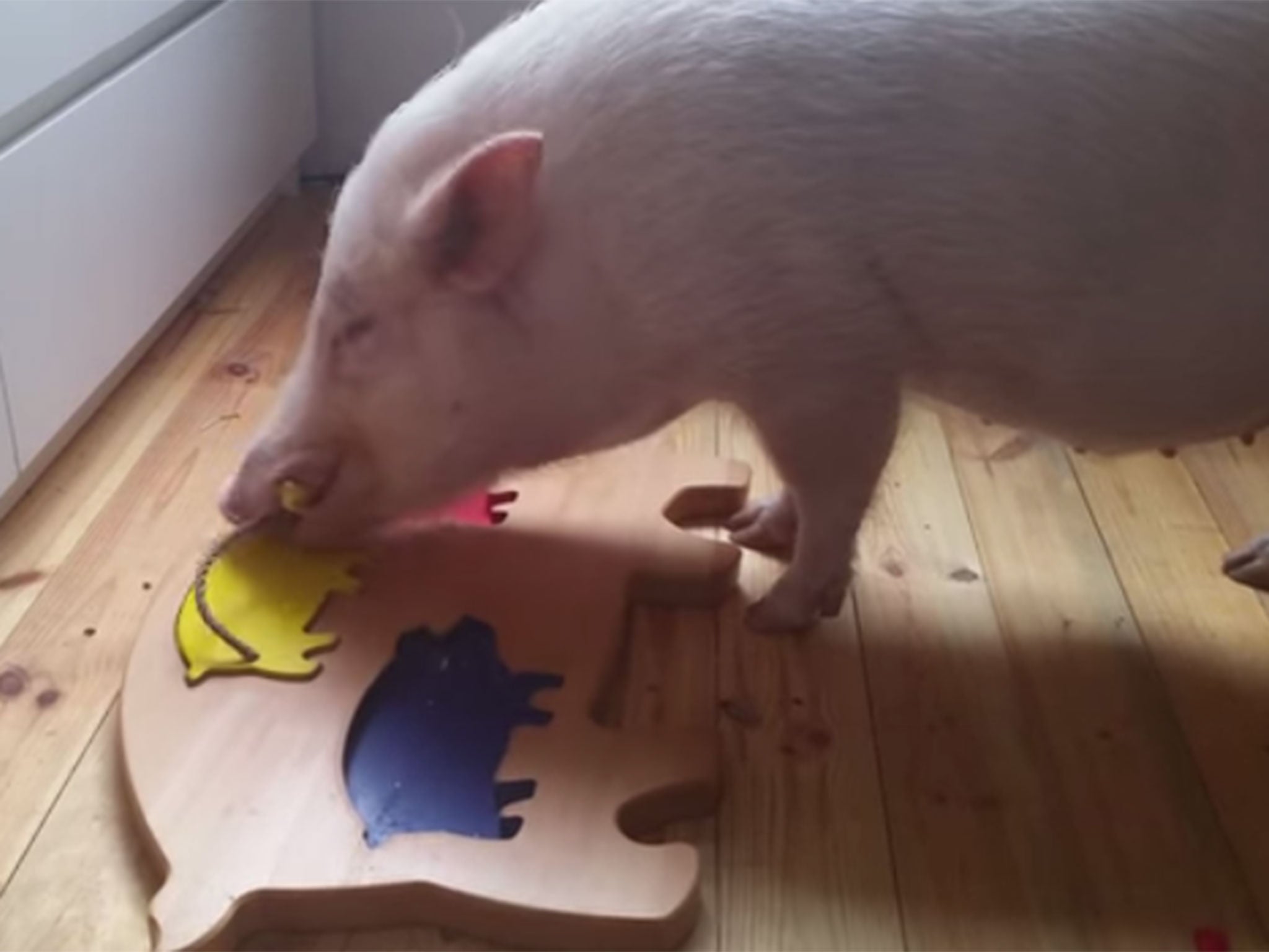 Who's a clever sausage? Pig solves jigsaw puzzle in under a minute | The  Independent | The Independent