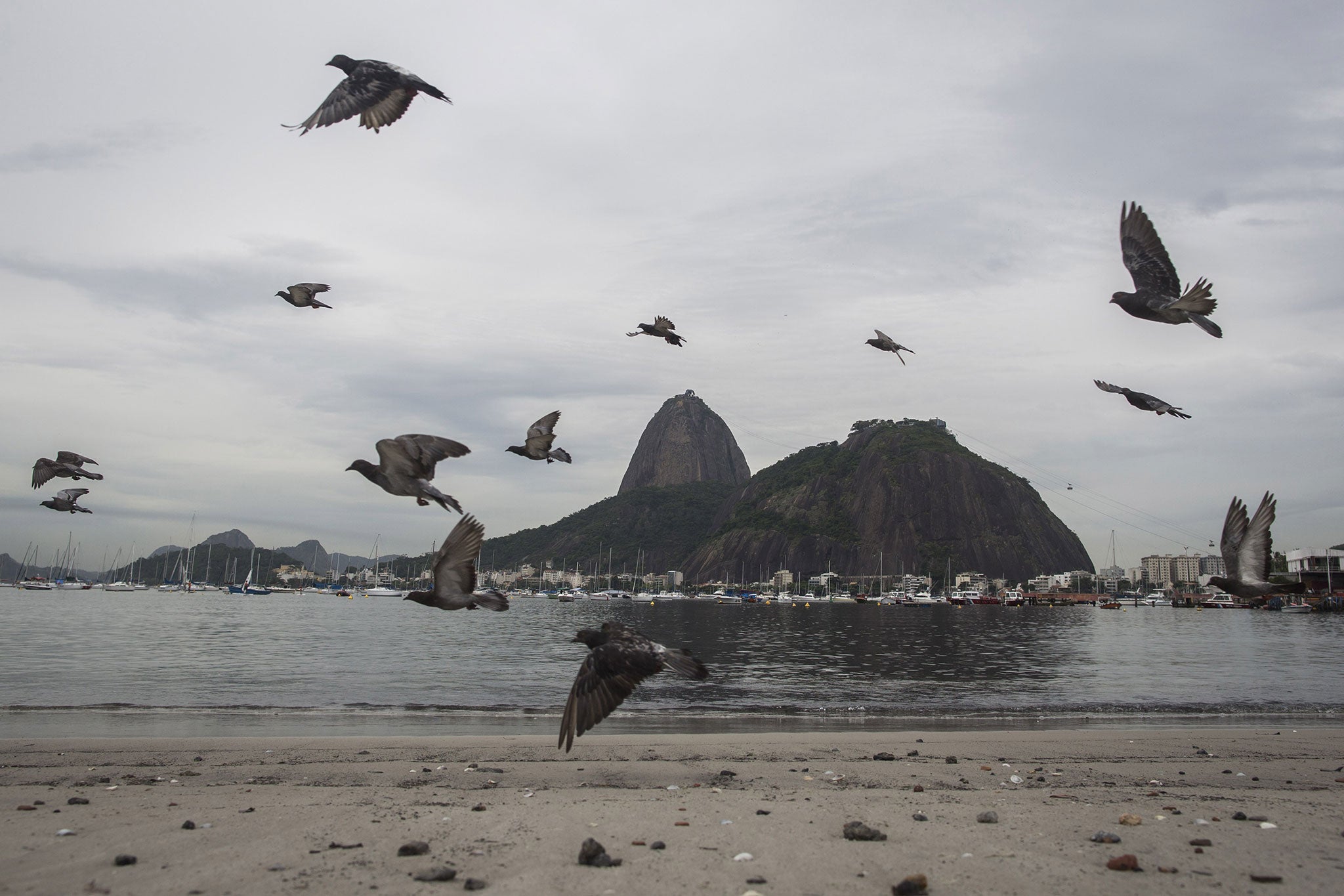 Pigeons flock over the polluted shore at Botafogo beach, Rio