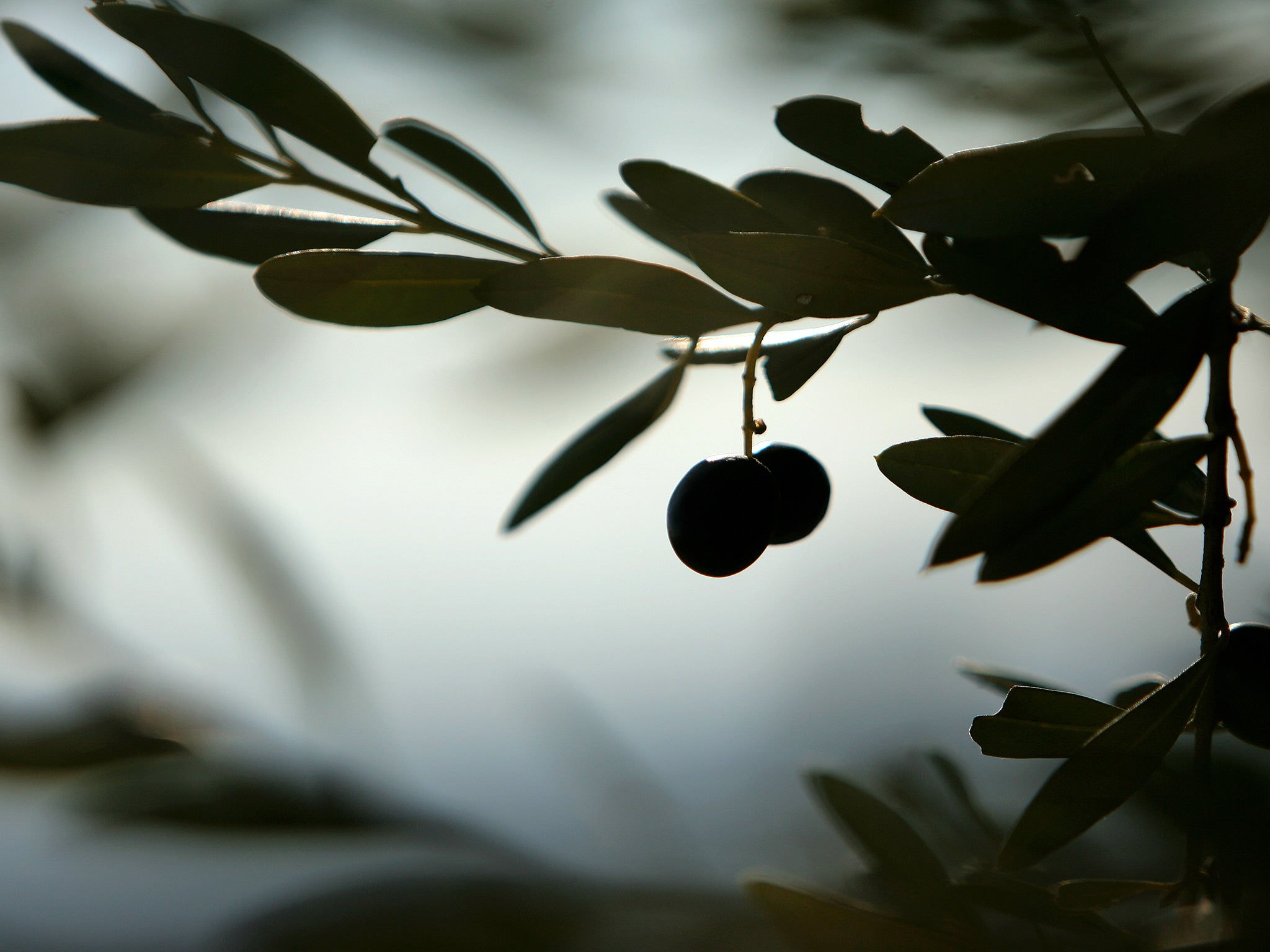 The rising cost of olives could push up oil prices (AFP/Getty)
