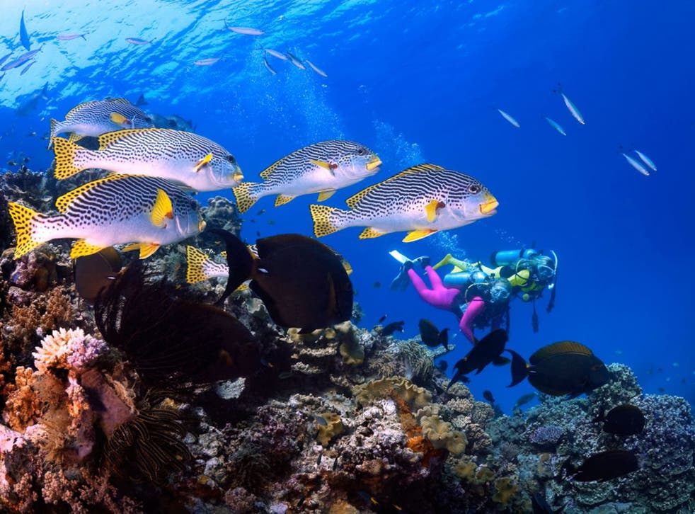 The Great Barrier Reef has lost about 50 per cent of its coral in the past 30 years