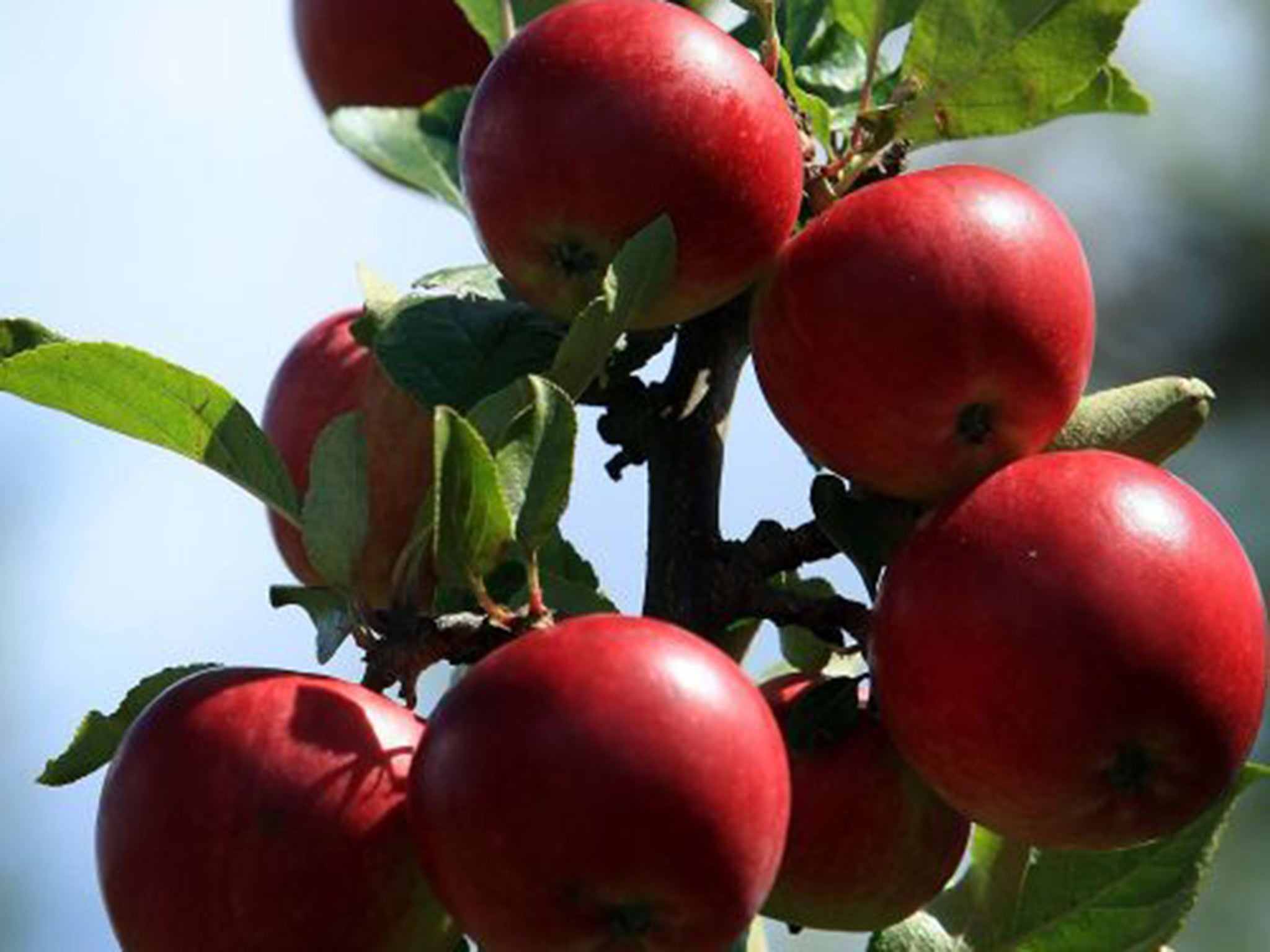 Small-scale cider producers fear a new directive will hit their profits