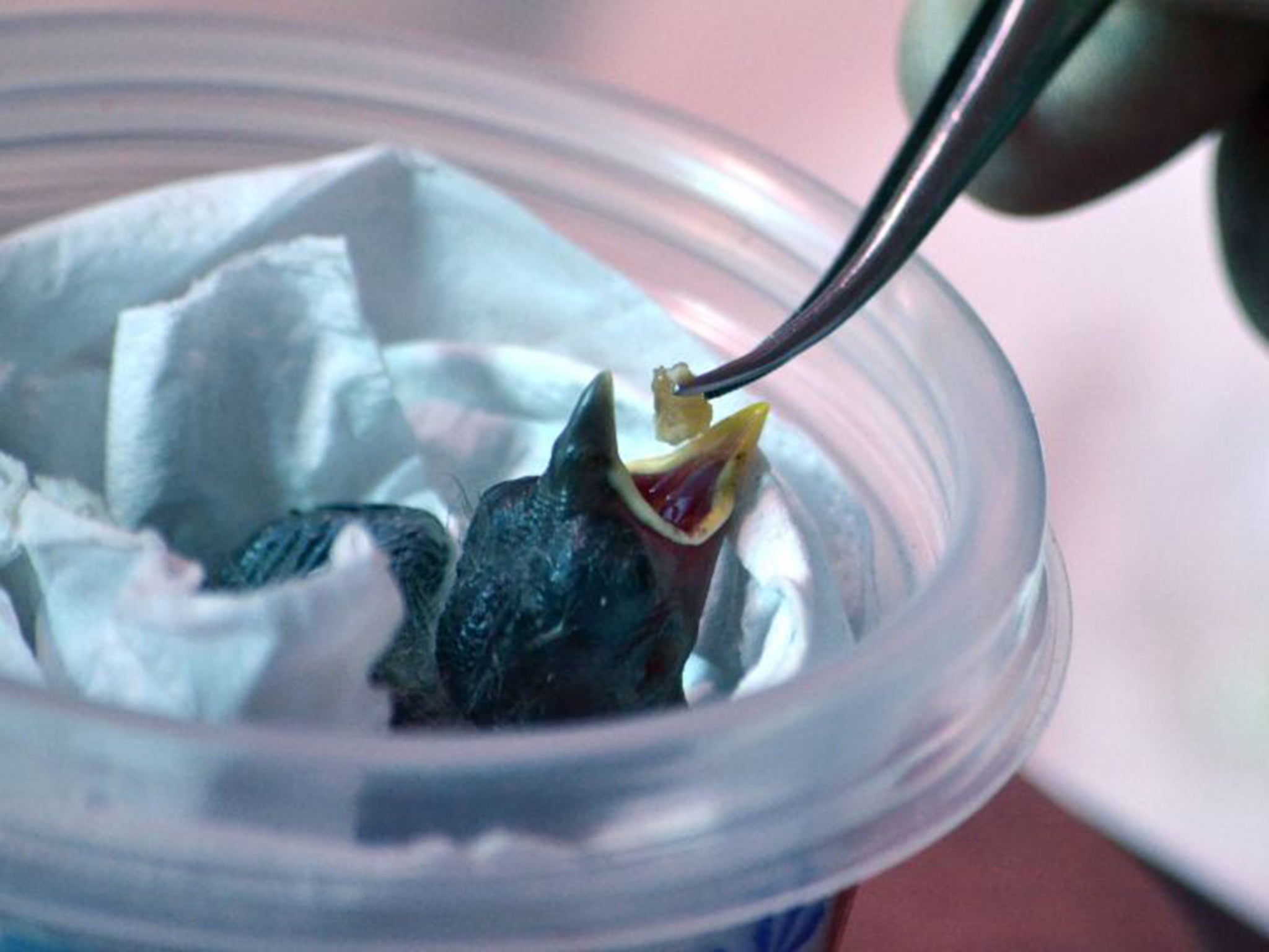 A mangrove finch chick being fed