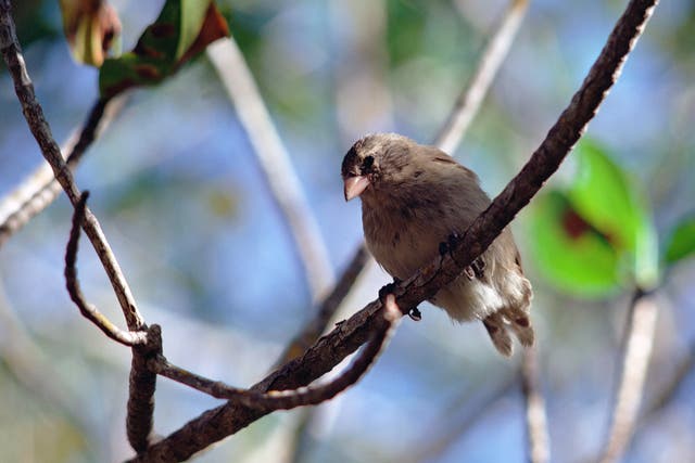 A mangrove finch, one of just 80 left in the Galapagos