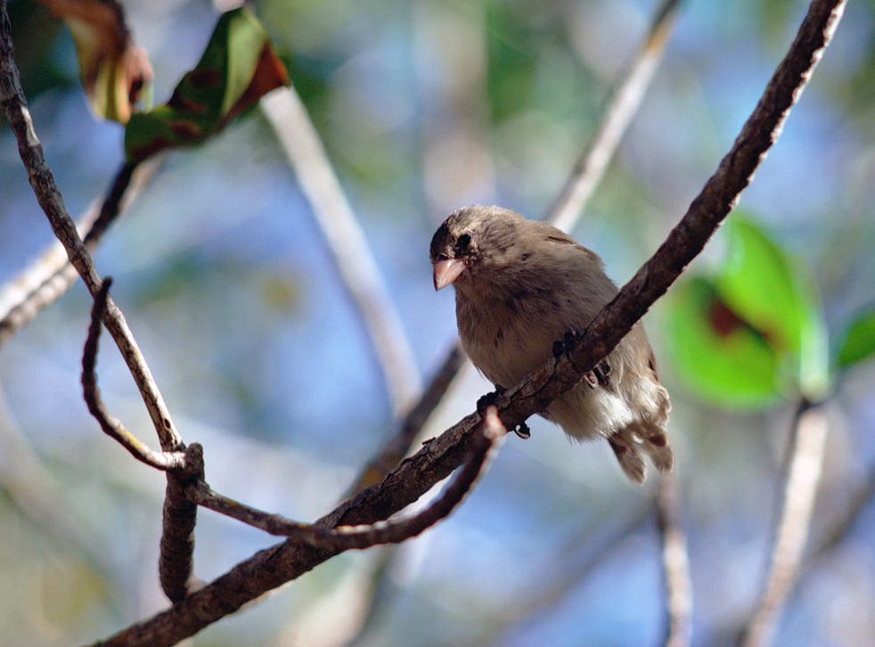 A mangrove finch, one of just 80 left in the Galapagos