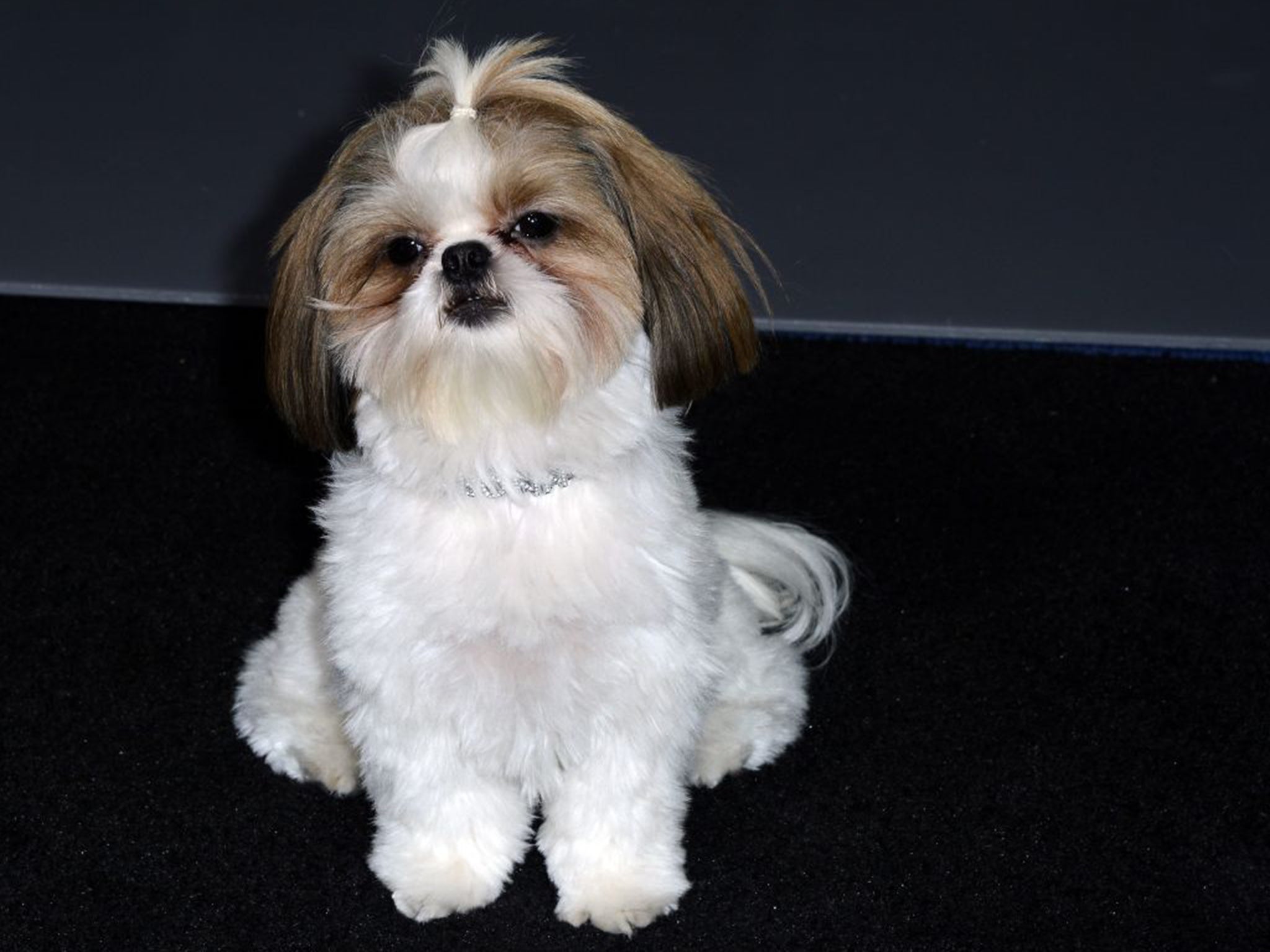 Bonny the shih tzu was the canine star of 'Seven Psychopaths'