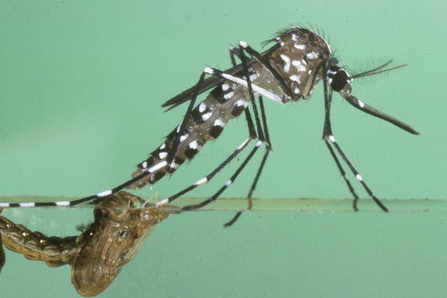 Asian tiger mosquitoes can transmit tropical diseases such as dengue fever and chikungunya 