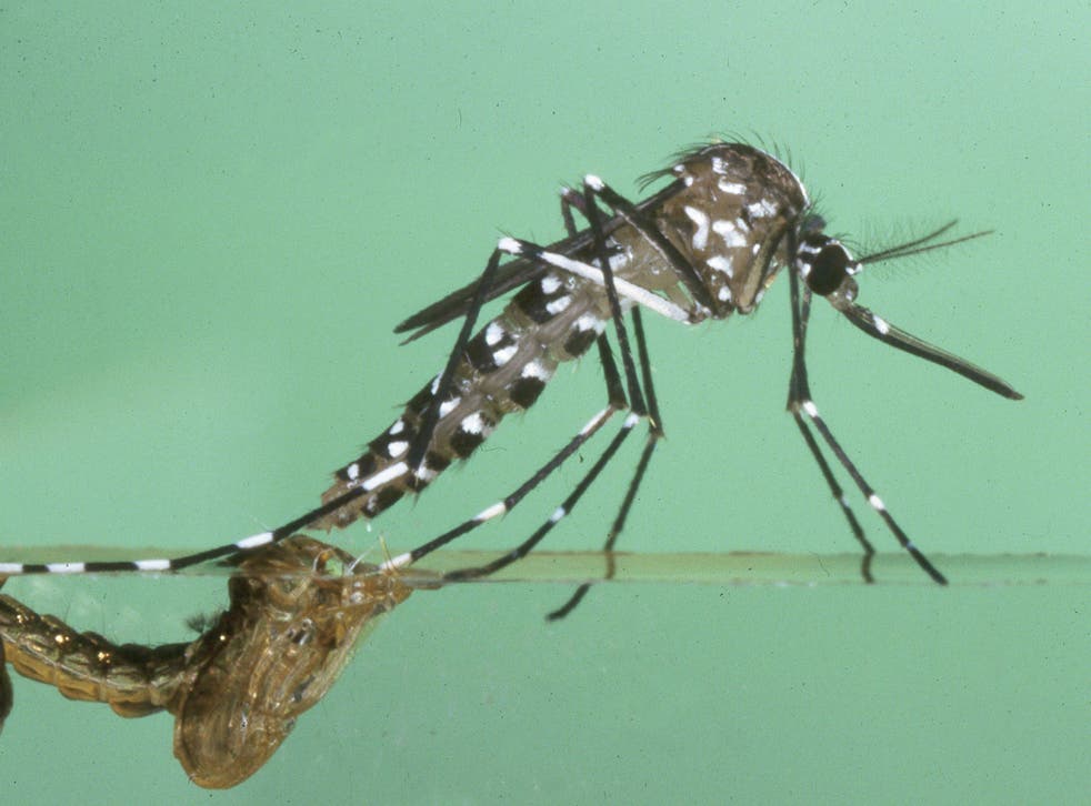 Asian tiger mosquitoes can transmit tropical diseases such as dengue fever and chikungunya 