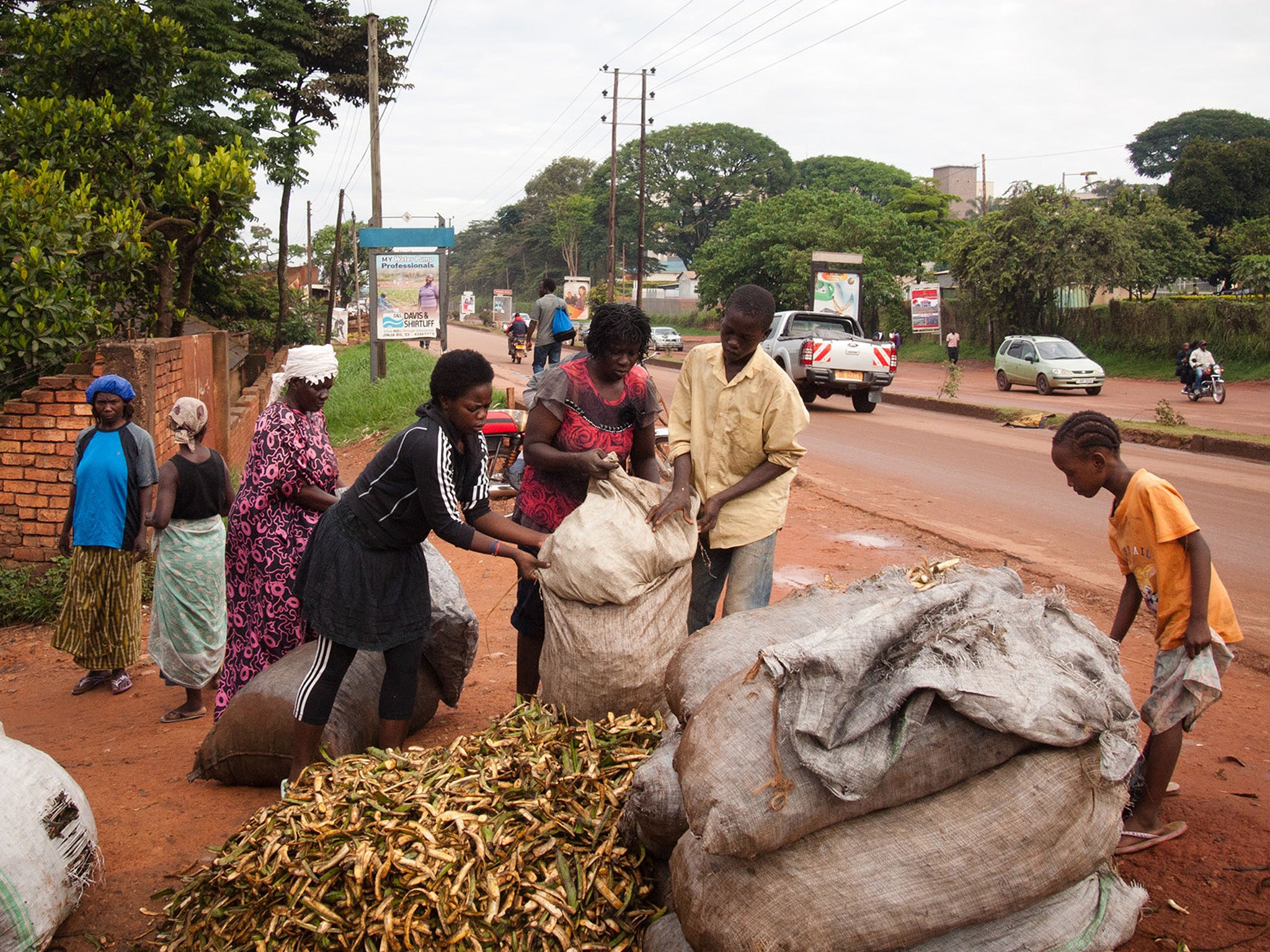 Green banana plant is a staple food in Uganda (AFP/Getty)