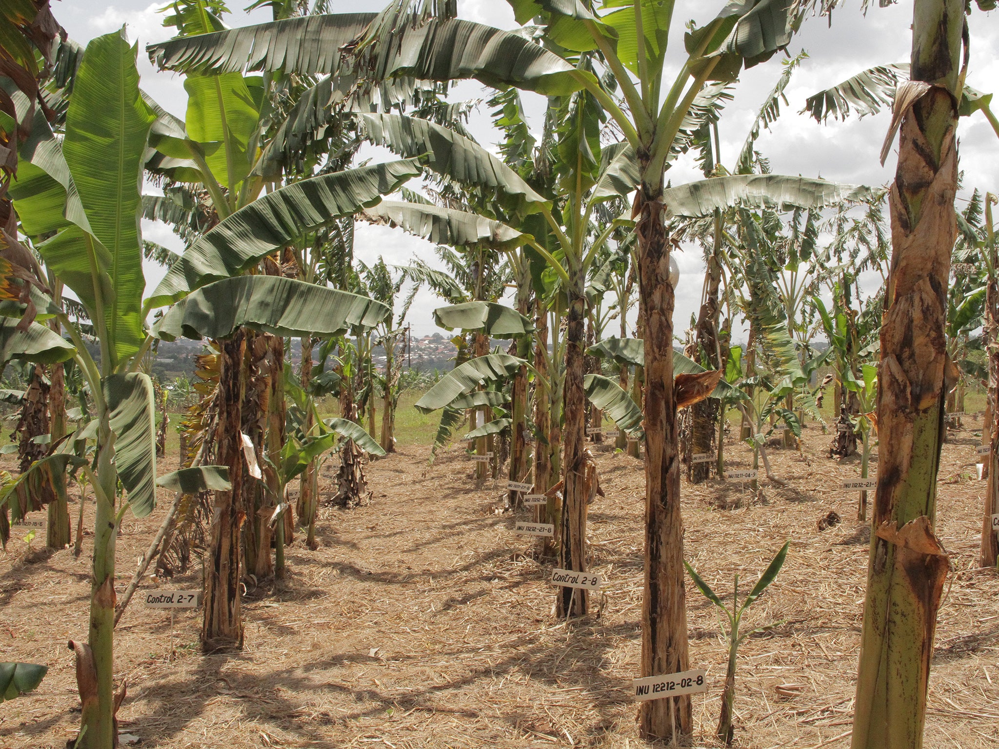 The Ugandan GM Banana Plantation