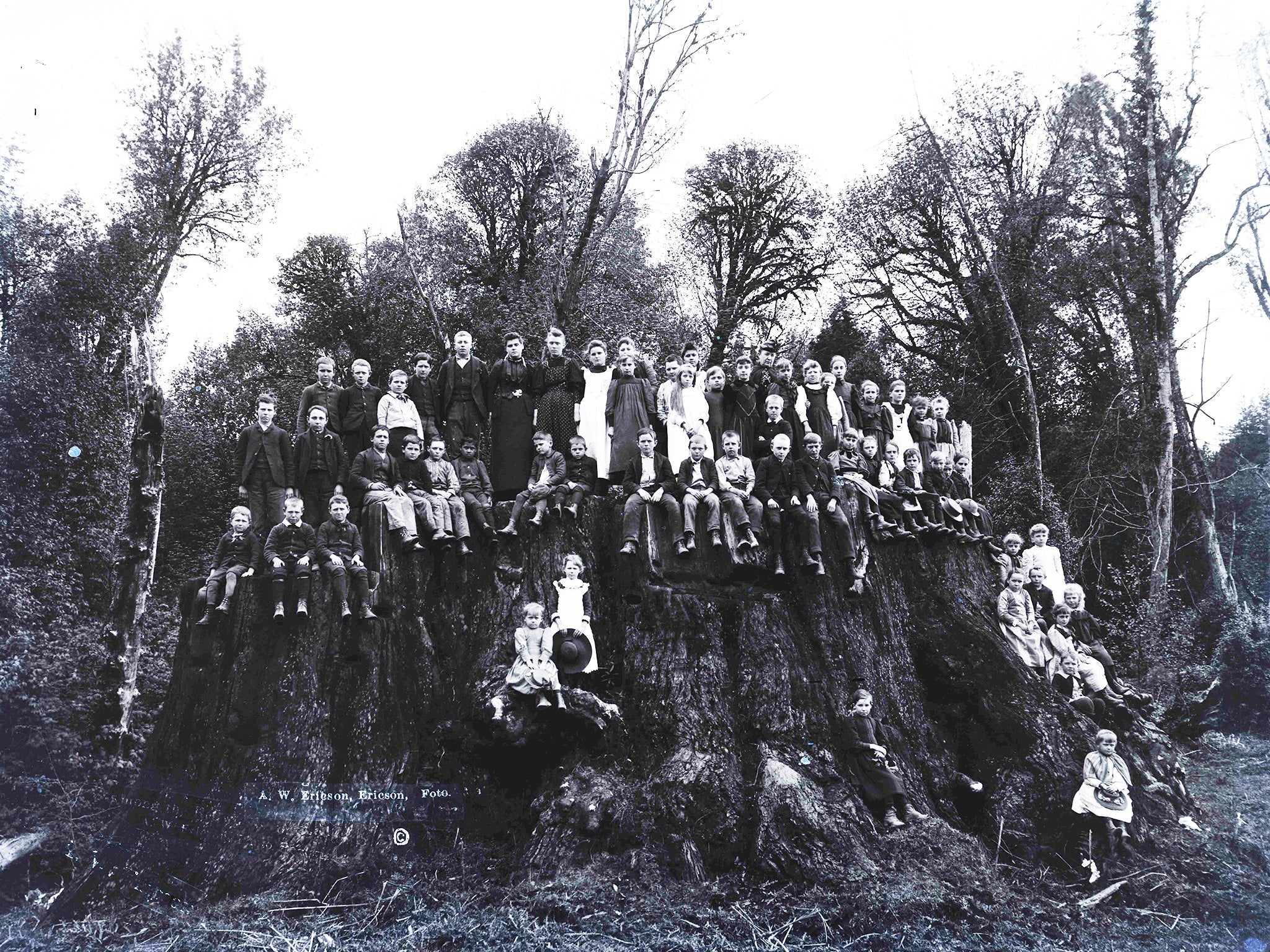 The Fieldbrook Stump, in California, not long after it was felled in 1890. Cuttings from it have been cultivated at the Eden Project