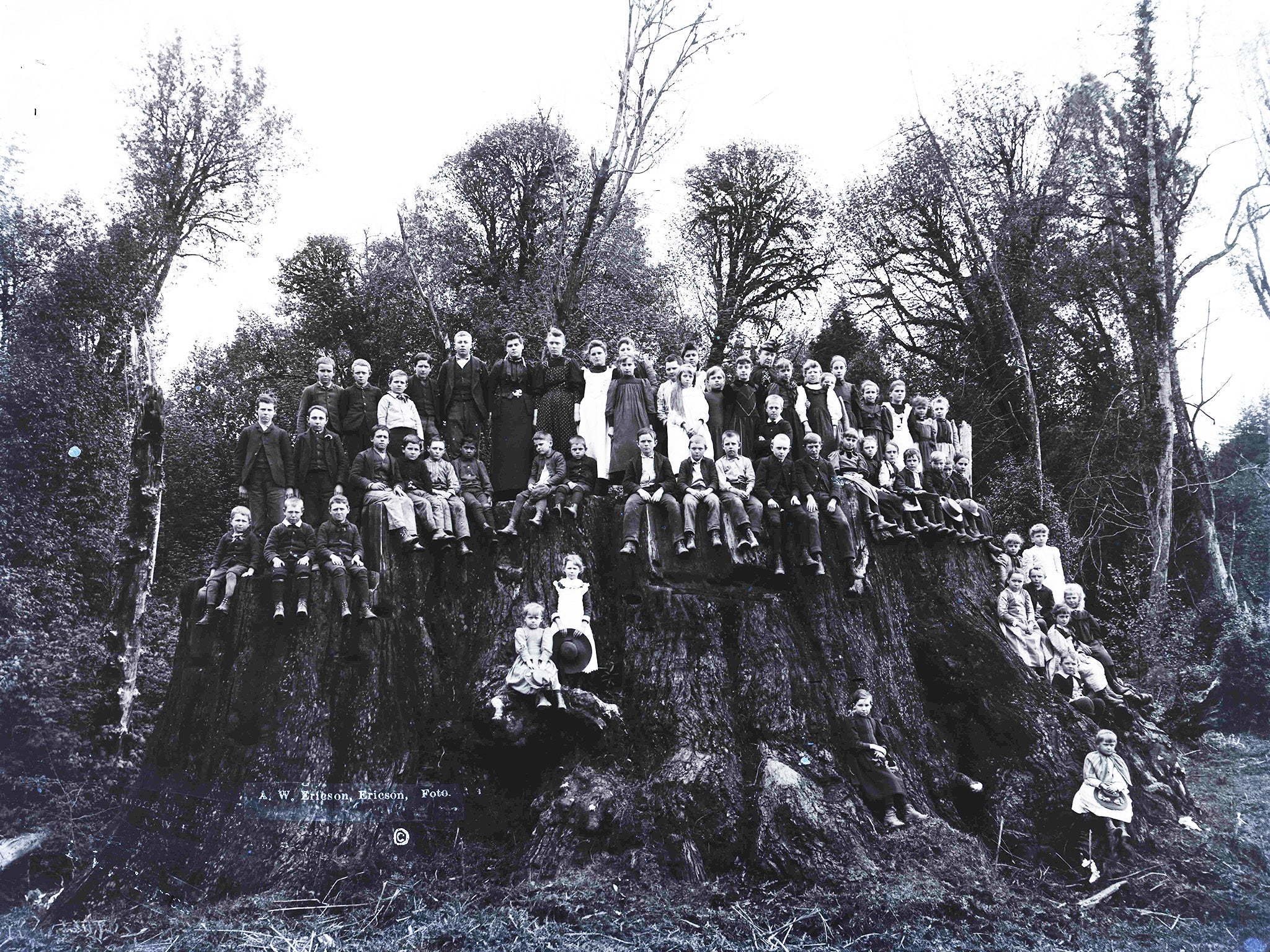 fieldbrook-stump-ericson-collection-humboldt-state-university-v2.jpg