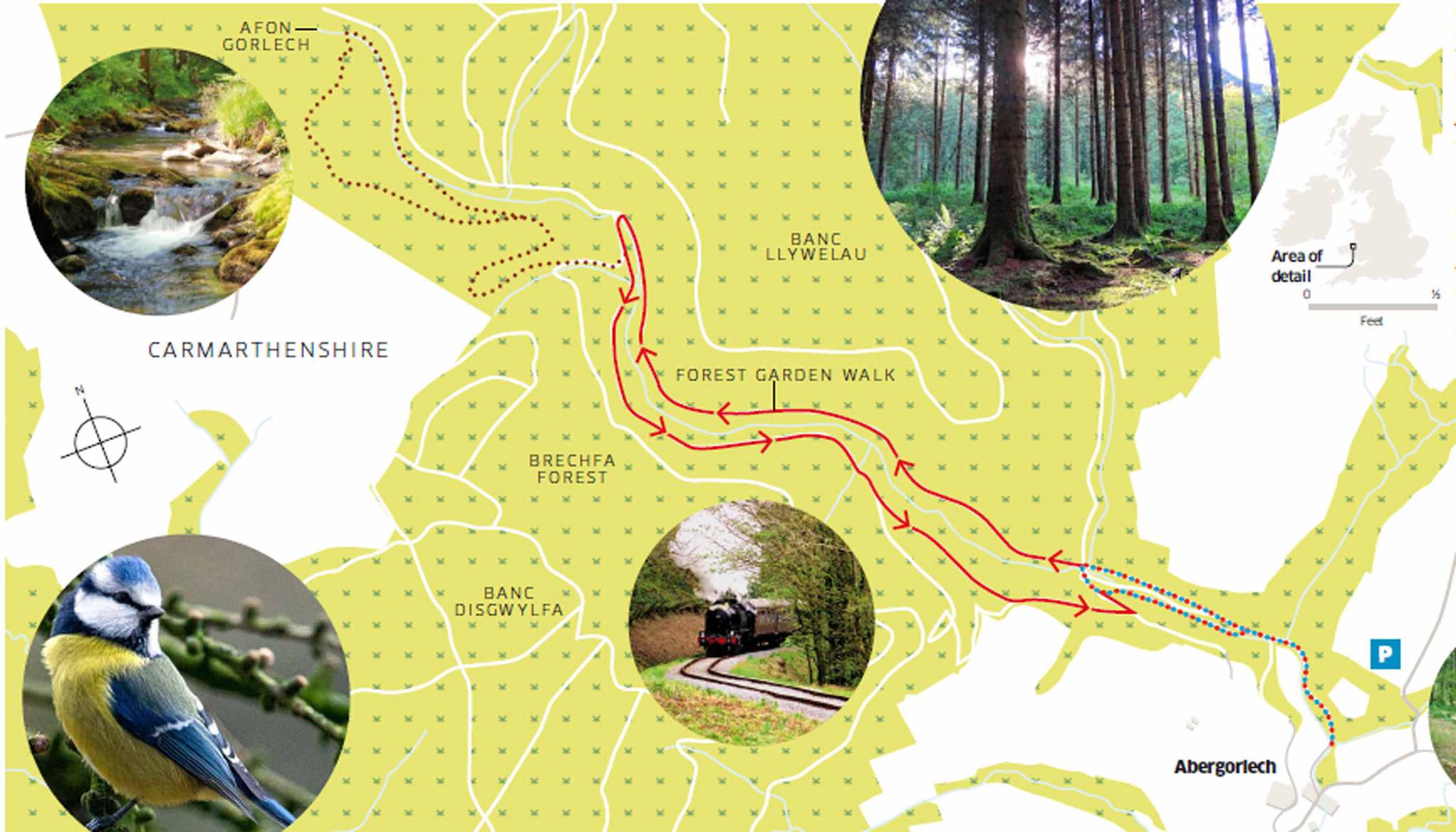 Walk of the month: Brechfa Forest, Carmarthenshire