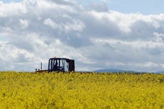 Scotland to ban GM crops, angers farmers and scientists