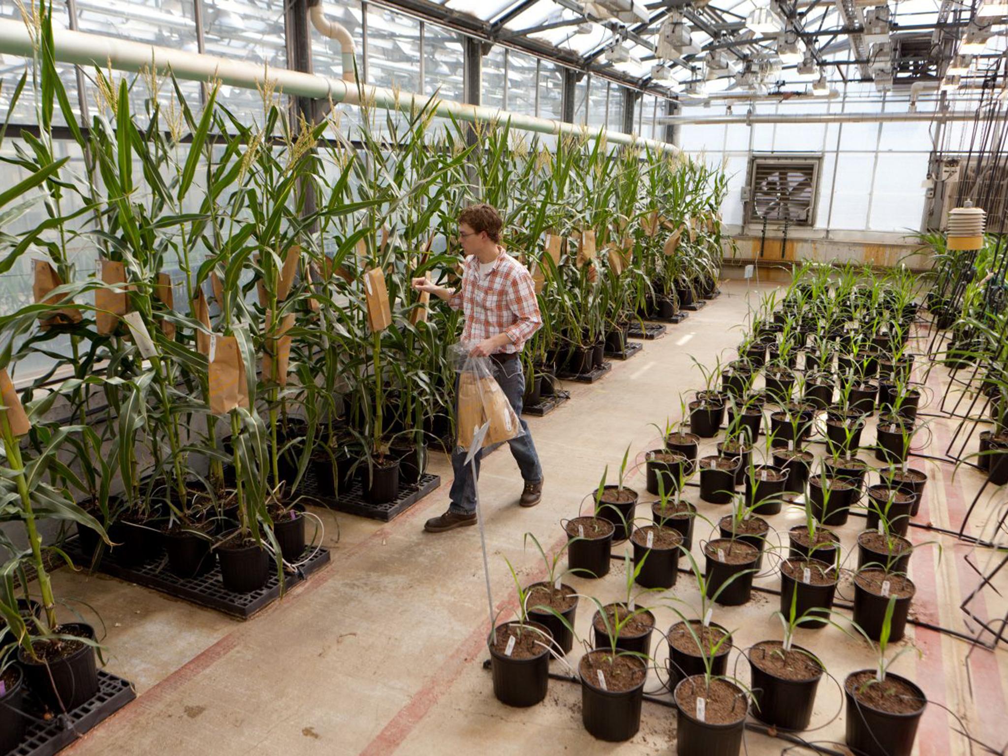 Corn grows in a rooftop greenhouse at Monsanto’s US research centre 
