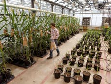 The future of GM: The greenhouses where Monsanto 'plays God' with the future of the planet