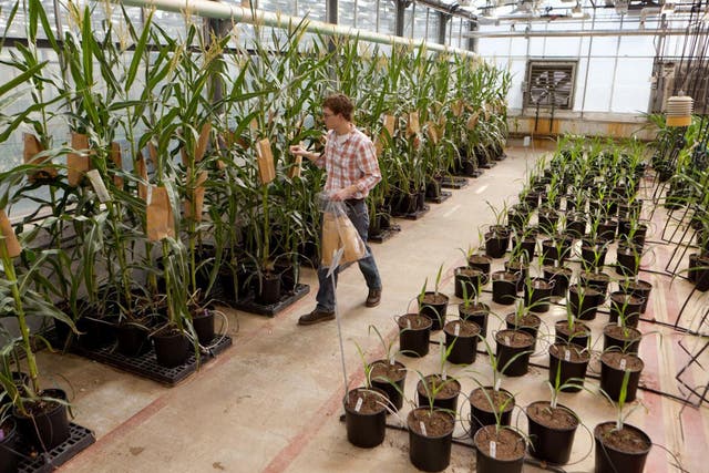 Corn grows in a rooftop greenhouse at Monsanto’s US research centre. The company could now face a hostile takeover bid from Bayer