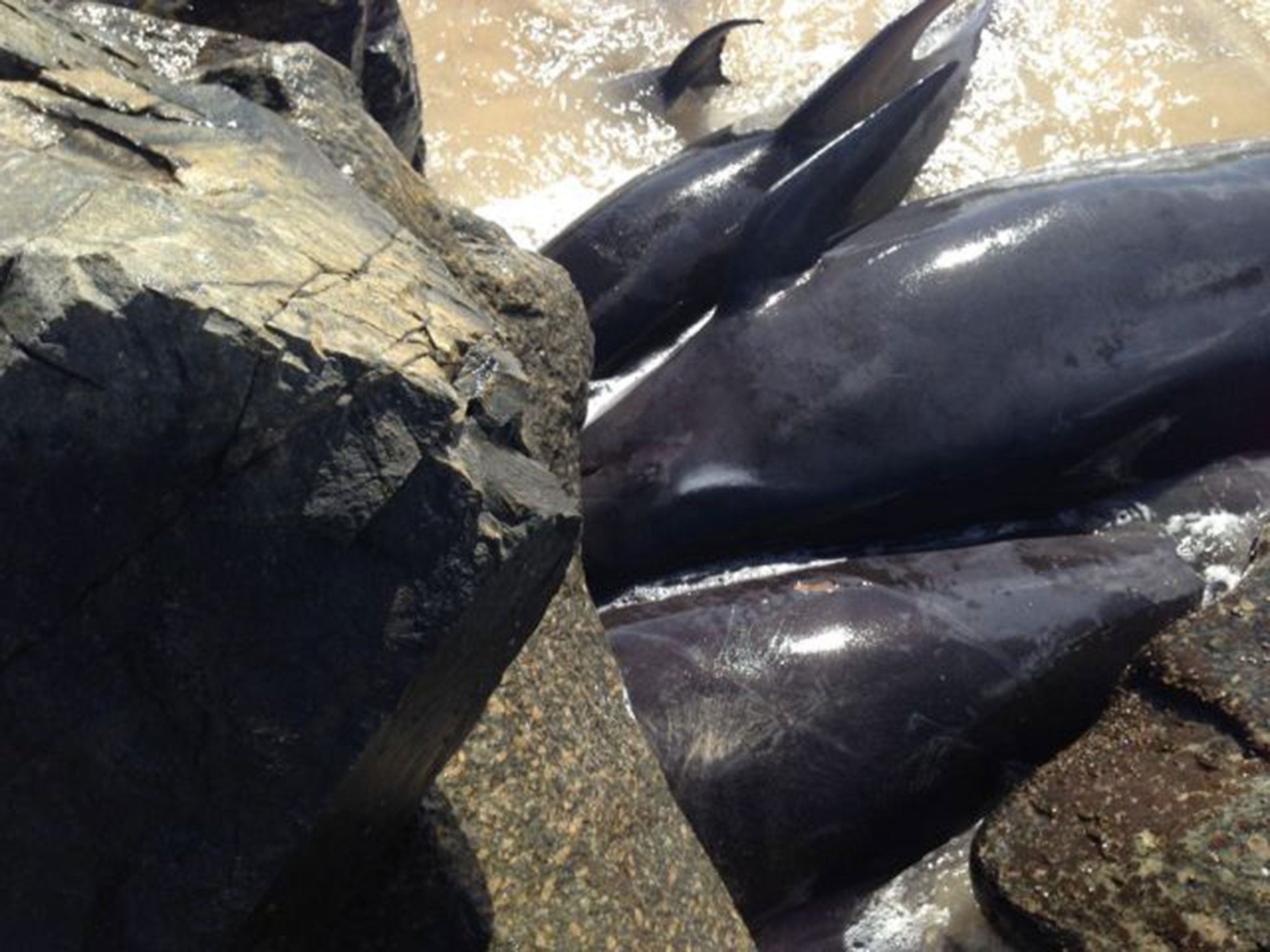 Three of the 12 whales that became stranded on Monday