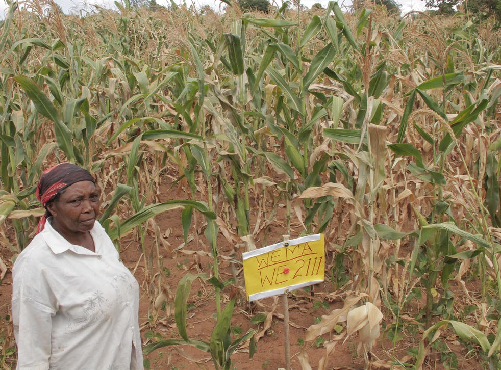 Mary Ndunda is one of the Kenyan farmers taking part in the Water Efficient Maize for Africa (Wema) programme
