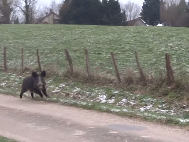 The boar charged at a couple filming on a remote country road