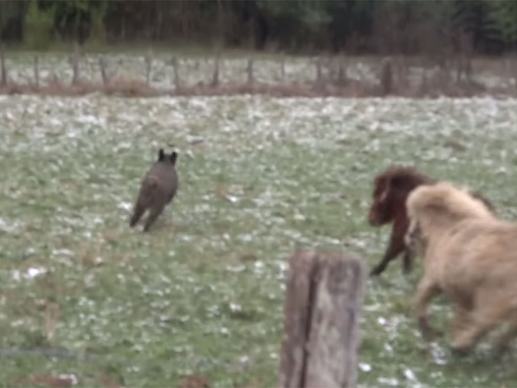 And after the camera is momentarily lowered, the footage resumes with two ponies chasing the boar away