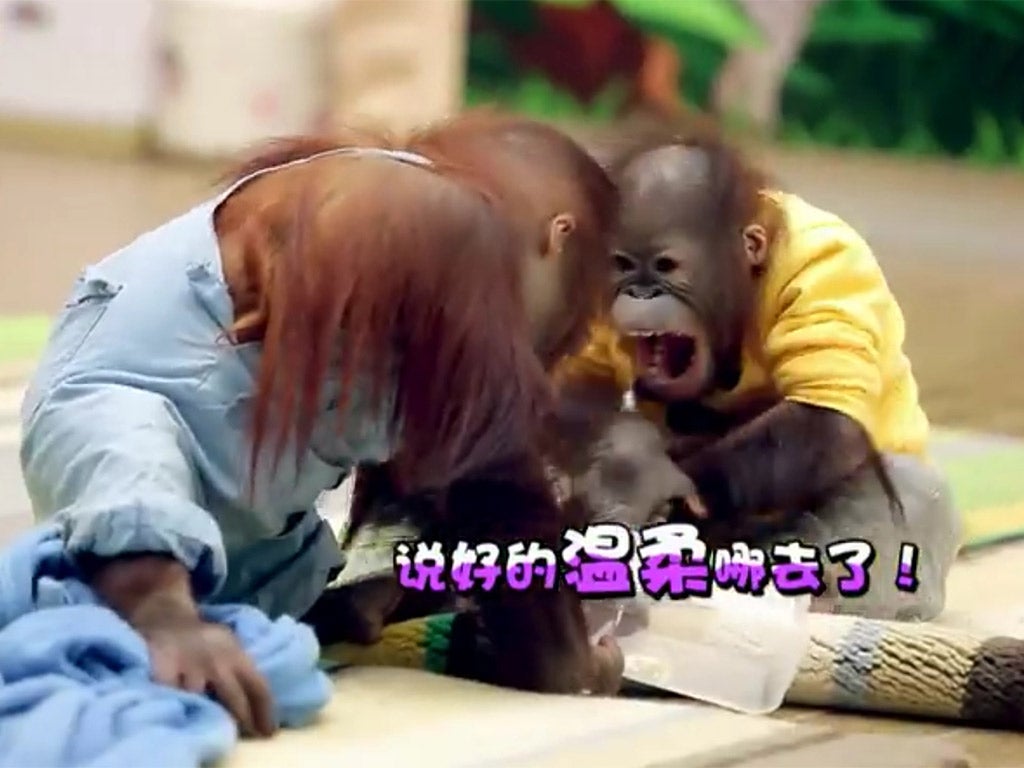 A pair of orangutan brothers that had never met before square up to each other in a still from the Chinese television show ‘Wonderful Friends’