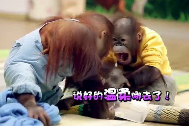 A pair of orangutan brothers that had never met before square up  to each other in a still from the Chinese television show ‘Wonderful Friends’ 